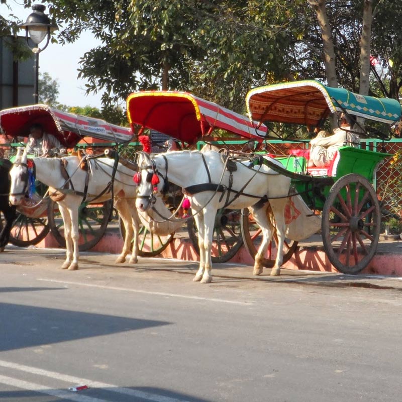 Tonga Ride at Taj Mahal