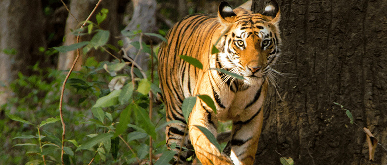 Bandhavgarh Wildlife Tour