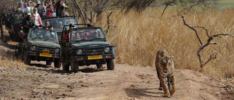 Wildlife Tour Packages