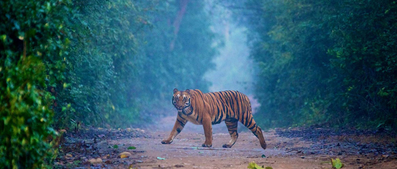 Jim Corbett Wildlife Tour Packages