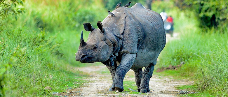 Kaziranga Wildlife Tour Packages