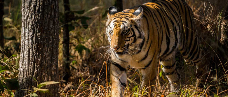 Luxury Golden Triangle Tour With Ranthambore