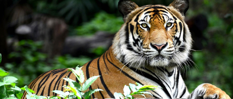 North India Wildlife Trip