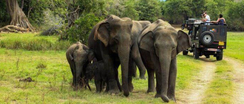 Periyar Wildlife Tour