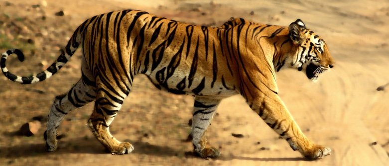 Ranthambore Weekend Tour