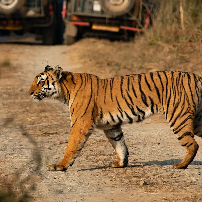 Jim Corbett Car Rental Serivce