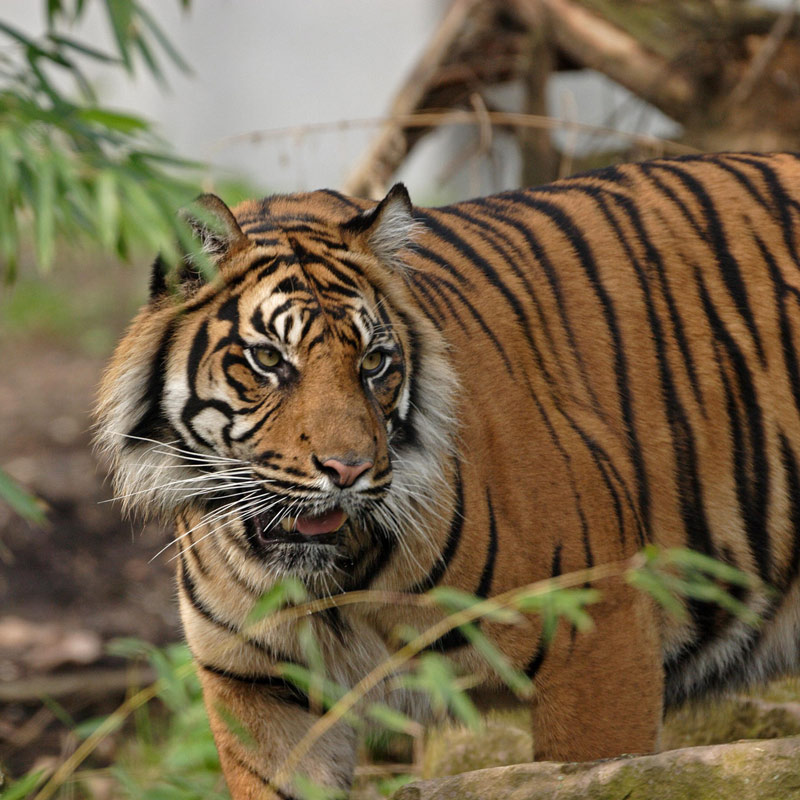jim-corbett-wildlife-tour