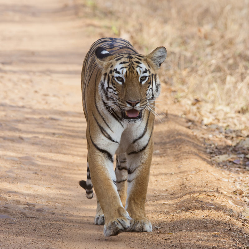 kanha-wildlife-tour