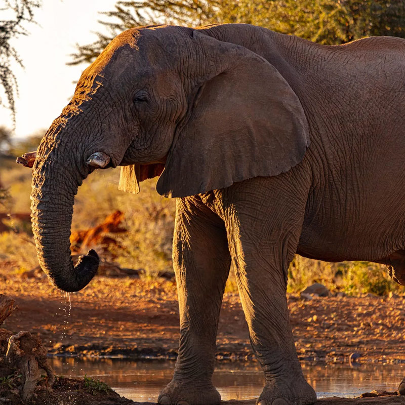 south-india-wildlife-tour